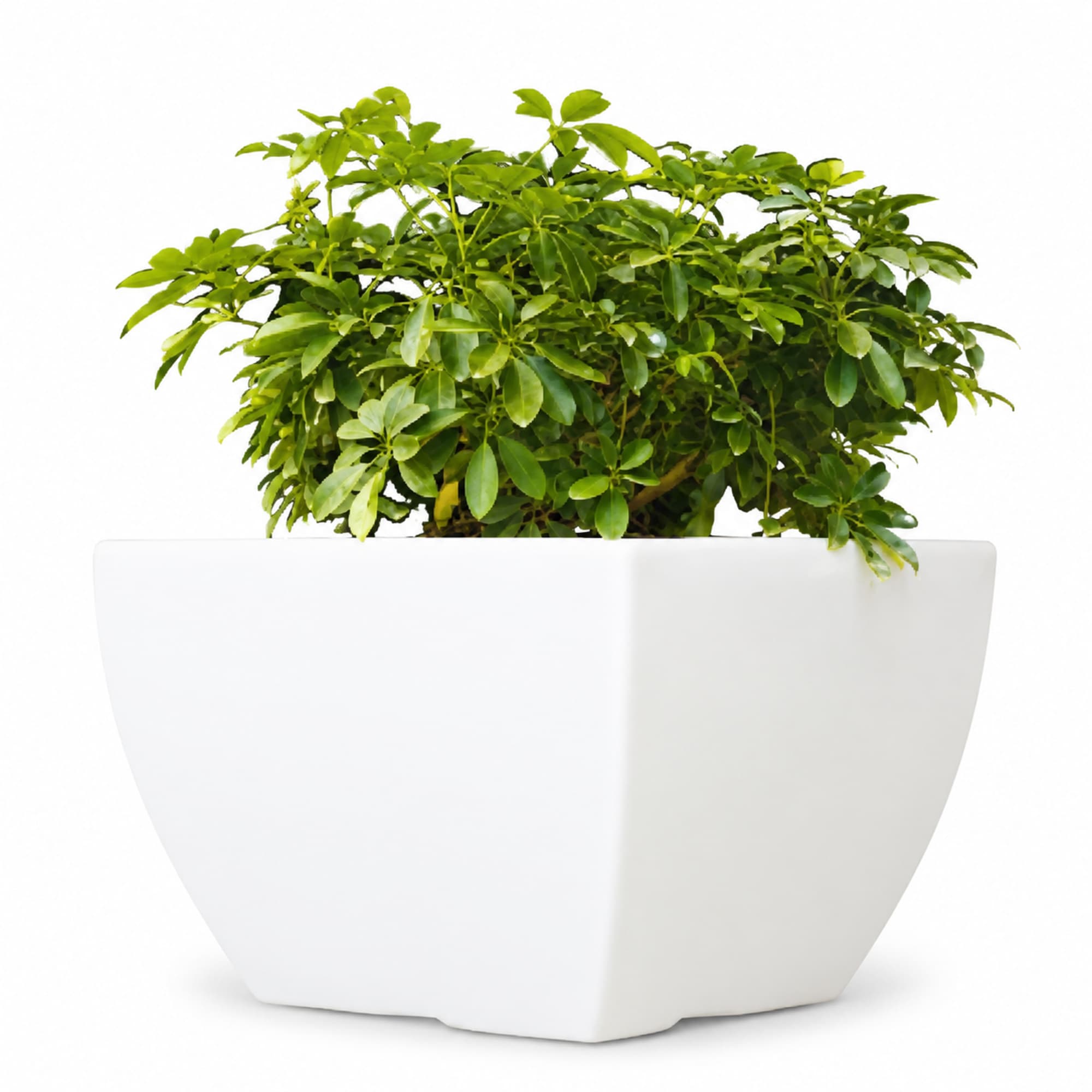 Square White Planter